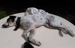 Cão morre após ingerir veneno de rato e dona  registra crime na delegacia