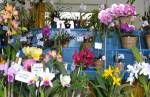 Exposição de Orquídeas volta a Lafaiete