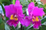 Congonhas: mercado do Produtor Rural recebe Exposição de Orquídeas 