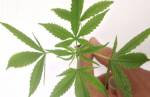 Anvisa deve liberar a Cannabis medicinal