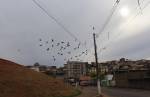 Sem controle, pombos se proliferam e se transformam em praga urbana de Lafaiete 