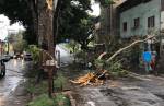 Lafaiete: Temporal destrói detalhados, derruba árvores e deixa populares apavorados