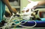 Os tipos e efeitos da quimioterapia para os pets