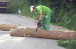 PMCL corta eucalipto que ameaçava cair na rua Dudu Nascimento