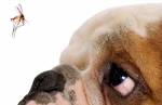 CCZ e veterinários trabalham para evitar que Lafaiete se torne uma área endêmica de propagação de leishmaniose visceral canina