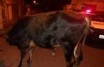 Em Lafaiete, Polícia Militar prende autores de furto de gado