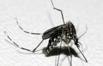 Dengue, chikungunya e zika: saiba os sintomas e quando buscar atendimento médico