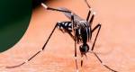 Dengue: que horas o mosquito costuma picar e em quais partes do corpo?