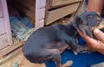 Após denúncia de maus-tratos, cães e maritaca são resgatados em Carandaí