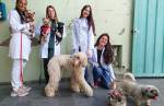 Mais de 19 mil cães e gatos foram vacinados contra a raiva em CL