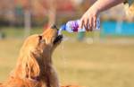 Alerta: como manter cães e animais seguros durante a onda de calor 