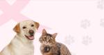 Unipac Lafaiete: Evento Outubro Rosa Pet promove conscientização sobre câncer de mama em cadelas e gatas