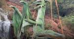  Expo Dragões no Parque da Cachoeira em Congonhas vai até 31 de outubro