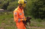 Bombeiros resgatam filhote de cachorro em local íngreme e coberto por vegetação