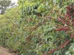 Sindijori: Paraíso é a 9ª que mais exporta cafés