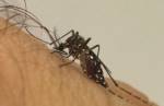 Sindijori: No Vale do Aço, 20 mil casos de dengue