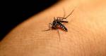 Ouro Branco registra pico de larvas do Aedes Aegypti e surge alerta para casos de dengue