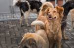 Sindijori: Cães mordem 5 por semana em Lafaiete