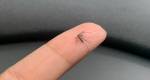 Pesquisa revela que brasileiros buscam mais informações sobre doenças transmitidas pelo Aedes aegypti 