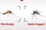 Saiba diferenciar pernilongo e Aedes aegypti para prevenir a dengue: conheça as características dos dois