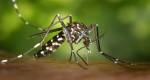 Congonhas investe em saúde com projeto Aedes do Bem para erradicar mosquitos transmissores