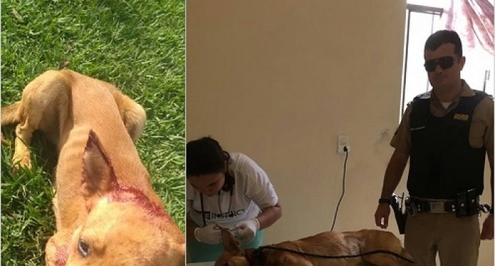 Cachorro é espancado com pedaço de madeira  e socorrido por moradores