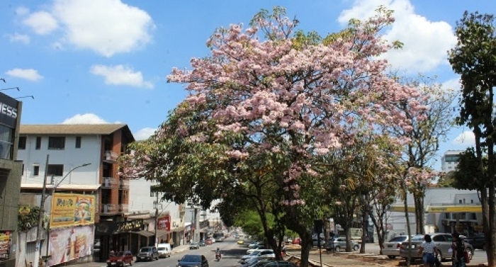 Cidade dos livros e das flores, Lafaiete se colore na primavera