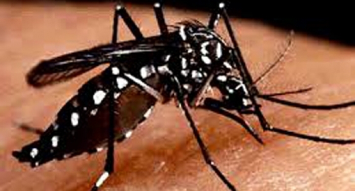 Julho registra 12 notificações e casos de dengue chegam a 2.909