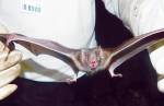 Morcego contaminado com raiva acende o alerta contra a doença em CL