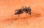 Sindjori: Região de JF com alto risco de dengue