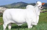 Sindjori: Vaca Nelore é arrematada por R$ 7,9 milhões em Uberaba e bate o recorde mundial