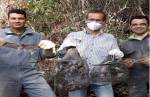 Sindjori: IMA captura morcegos na zona rural de Bom Jesus do Galho