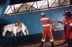 Ouro Branco: Bombeiros e Defesa Civil resgatam cavalo de quase 300kg que ficou preso em cocho de estábulo 