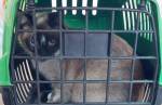 Corpo de Bombeiros salva gato em Lafaiete 