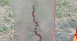 Mais uma serpente foi capturada pelos bombeiros em Lafaiete