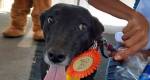 Superação: cadela resgatada com leishmaniose em Congonhas conquista primeiro lugar em desfile