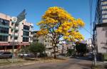 Símbolos de CL, ipês iniciam florada e embelezam a cidade