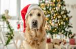 Festas Pet-Friendly: como tornar o Natal e Ano Novo seguros e divertidos para nossos amigos de quatro patas